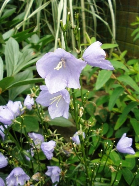 Campanula carpatica