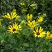 Rudbeckia