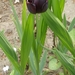 Tulp - zwart