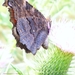 Dagpauwoog Inachis io. L. Nymphalidae