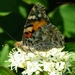 Distelvlinder Vanessa cardui L. Nymphalidae1