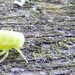 een héél klein insektje op de reling van het Neerbeekbrugje kan