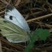 Groot koolwitje vrouw Pieris brassicae L. Pieridae