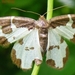 Lomaspilis marginata L. Geometridae