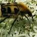 Penseelkever Trichius fasciatus L. Scarabaeidae4