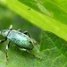 Phyllobius pomaceus (Coleoptera)