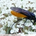 Arge pagana (Hymenoptera Symphyta)