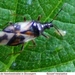 Bladluiswants Anthocoris nemorum (Hemiptera Anthocoridae)1