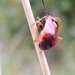 Deraeocoris ruber (Hemiptera)