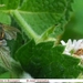Groene vleesvlieg Lucilia caesar (Diptera) met sterk verminkte vl