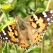 distelvlinder Vanessa cardui (Nymphalidae)