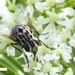 Graphomyia maculata vrouw     soort huisvlieg