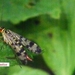 schorpioenvlieg vrouw Panorpa communis