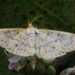 nachtvlinder van de familie van de Spanners Geometridae