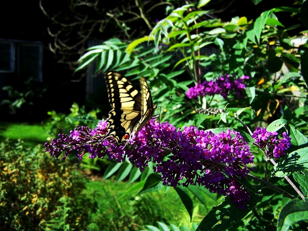Koninginnepage op vlinderstruik