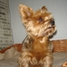 yorky