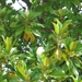 Magnoliaboom