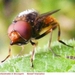 Snuitvlieg Rhingia campestris (Diptera)1