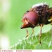 Snuitvlieg Rhingia campestris (Diptera)3