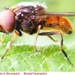 Snuitvlieg Rhingia campestris (Diptera)4