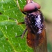 Snuitvlieg Rhingia campestris (Diptera)5