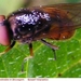 Snuitvlieg Rhingia campestris (Diptera)6