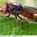 Snuitvlieg Rhingia campestris (Diptera)7