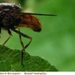 Snuitvlieg Rhingia campestris (Diptera)9