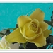 web_IMG_1627-2gele roos bijgekleurd