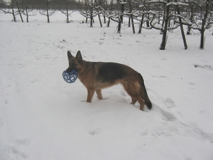 Chlo in de sneeuw