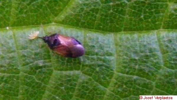 Bladluiswants Anthocoris nemorum (Hemiptera Anthocoridae) in acti