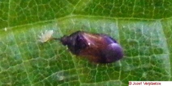 Bladluiswants Anthocoris nemorum (Hemiptera Anthocoridae) in acti