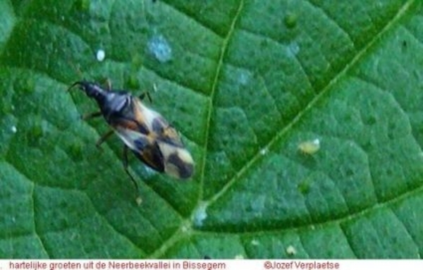 Bladluiswants Anthocoris nemorum (Hemiptera Anthocoridae)