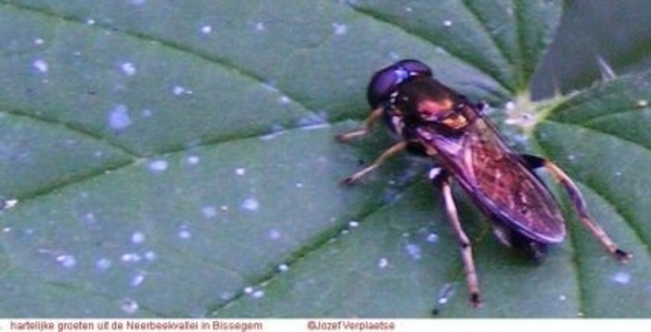 Chloromyia formosa (Diptera Stratiomyidae)