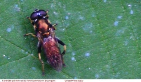 Chloromyia formosa (Diptera Stratiomyidae)1
