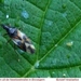Bladluiswants Anthocoris nemorum (Hemiptera Anthocoridae)