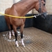 Hier worden de paarden dagelijks gewassen...