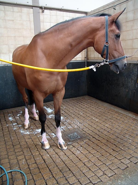 Hier worden de paarden dagelijks gewassen...