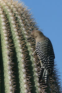 Specht op cactus in Organ Pipe Cactus NP, Arizona