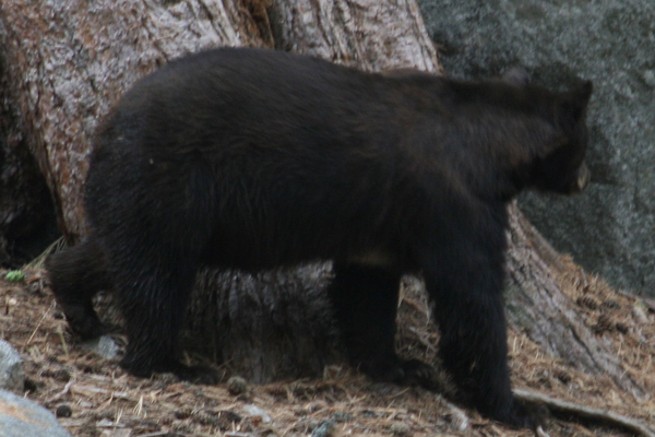 Zwarte beer, Yosemite Park, Californie