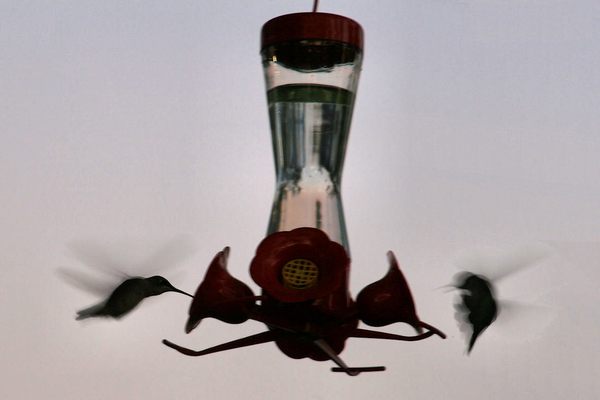 Hummingbirds komen eten net voor donker