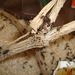 Mieren van Micropolis een insecten tentoonstelling