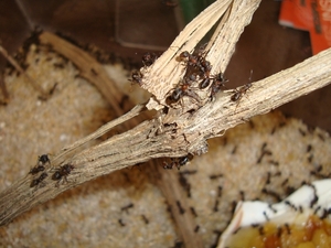 Mieren van Micropolis een insecten tentoonstelling