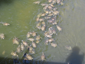 Poel met 500 waterschildpadden