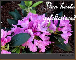web_Rododendron1-IMG_0157 2560x1870-2verjaardagskaart