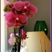 web_IMG_1135-2 Orchidee