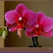 web_IMG_1136-1 Orchidee dubbel