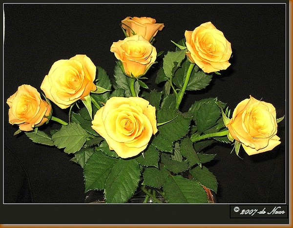 web_IMG_0502-1 Gele rozen