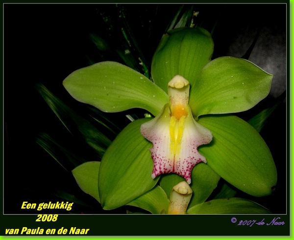 web_IMG_1205-2 Groene orchidee