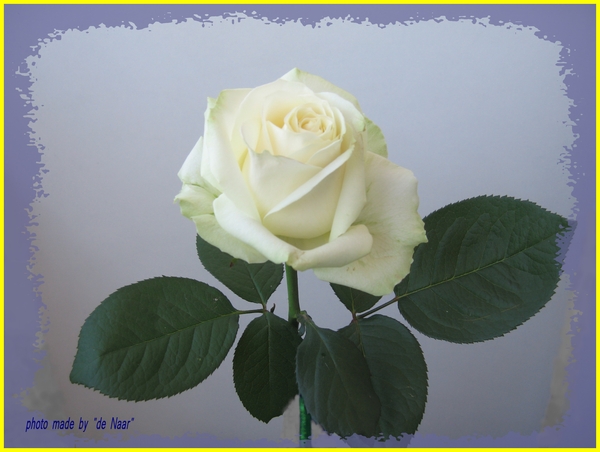 IMG_1653-1 witte roos ingelijst